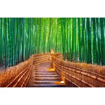 Papermoon Fototapete »BAMBUS-WALD-KYOTO«, bunt