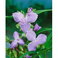 Pflanzen Für Dich Tradescantia x andersoniana 'I.C. Weguelin', ca.
