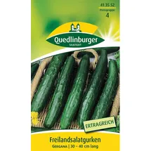 Quedlinburger Saatgut Salatgurke Gergana (Gurkensamen)
