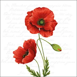 20 Servietten Papier 33x33cm 3-lagig - hochwertige Einweg Papierservietten Mohnblumen rot botanisch Sommer Tischdeko florales Design Gartenfest natur