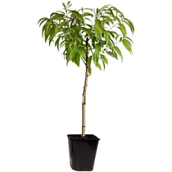 Plant in a Box Pfirsichbaum - Prunus Persica Saturne Höhe 60-70cm