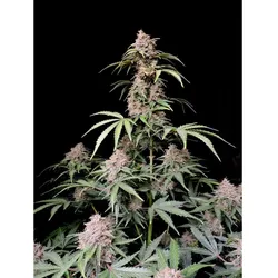 Fastbuds Amnesia Zkittlez Auto Fem. 3St.