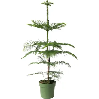 Plant in a Box - Araucaria heterophylla - Höhe 70-80cm - Topf 21cm