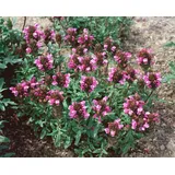 PlantaPro Prunella vulgaris 9x9 cm Topf – Winterhart, Mehrjährig, Pflegeleicht – Braunelle – Bodendecker für Garten & Bienenweide