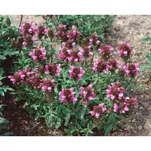 PlantaPro Prunella vulgaris 9x9 cm Topf – Winterhart, Mehrjährig, Pflegeleicht – Braunelle – Bodendecker für Garten & Bienenweide
