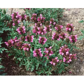 PlantaPro Prunella vulgaris 9x9 cm Topf – Winterhart, Mehrjährig, Pflegeleicht – Braunelle – Bodendecker für Garten & Bienenweide
