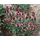 PlantaPro Prunella vulgaris 9x9 cm Topf – Winterhart, Mehrjährig, Pflegeleicht – Braunelle – Bodendecker für Garten & Bienenweide