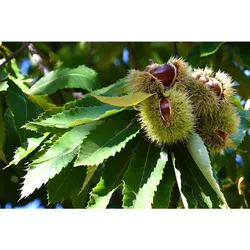 Esskastanie Castanea sativa 180 cm  Kastanie Kastanienbaum Pflanze winterhart