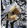 WINDHAGER - Nistkasten Haus Gaisberg 23 X 26,5 X 24,5 cm