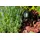 EDO Außenleuchte Gartenstrahler mit Erdspieß HORTUS BLACK IP65 GU10 schwarz EDO777112 EDO