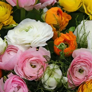 Plant in a Box - Ranunkeln - 80 - Ranunculus - Blumenzwiebeln - Mehrfarbig