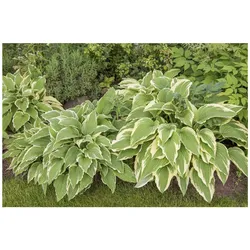 Hosta sieboldii, Funkie, grün-weiß, ca. 9x9 cm Topf