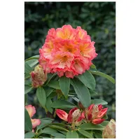Pflanzen Für Dich Rhododendron Hybr. 'Sun Fire', gelb-orange Blüten,