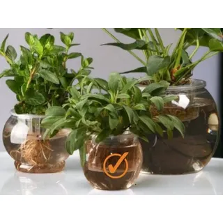 Anzuchtsystem Hydroponisches S