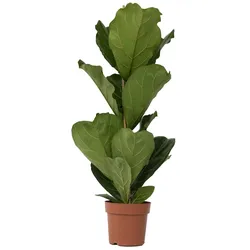 Plant in a Box Geigenfeige - Ficus Lyrata Set Höhe 90-110cm