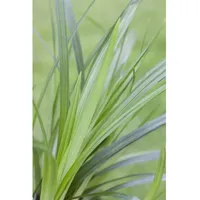 Pflanzen Für Dich Carex morrowii ssp. foliosiss. 'Irish Green',