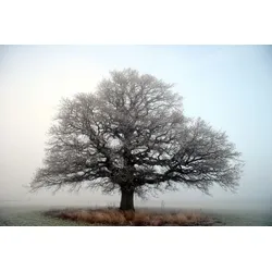 Fototapete PAPERMOON "Baum auf Insel", bunt, B:4,50m L:2,80m, Vlies, Tapeten