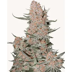 Ztrawberriez Auto | Autoflowering Hanfsamen von Fast Buds | 3 Hanfsamen
