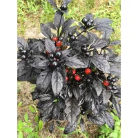 20 BLACK PEARL Pfeffer Samen Bio-Hot 2017 SCHÖNER SCHWARZER PLANT