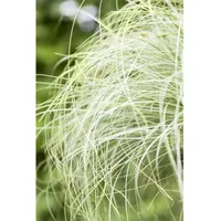 Pflanzen Für Dich Carex albula Frosted Curls', Ziergras, ca.