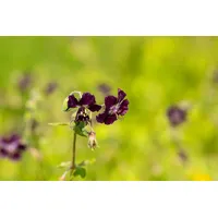 Pflanzen Für Dich Geranium phaeum, Storchschnabel, violett, ca. 9x9