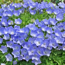 Karpaten-Glockenblumenmischung, Blumensamen für den Garten