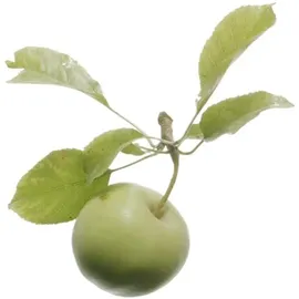 Susanne Kaufmann Enzympeeling Gesichtsreinigung 50 ml