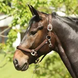 ELDORADO Halfter Lea Warmblut Braun