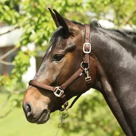 ELDORADO Halfter Lea Warmblut Braun