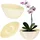 Kadax ovaler Pflanztopf 30 x 13,5 x 11,5 cm Creme