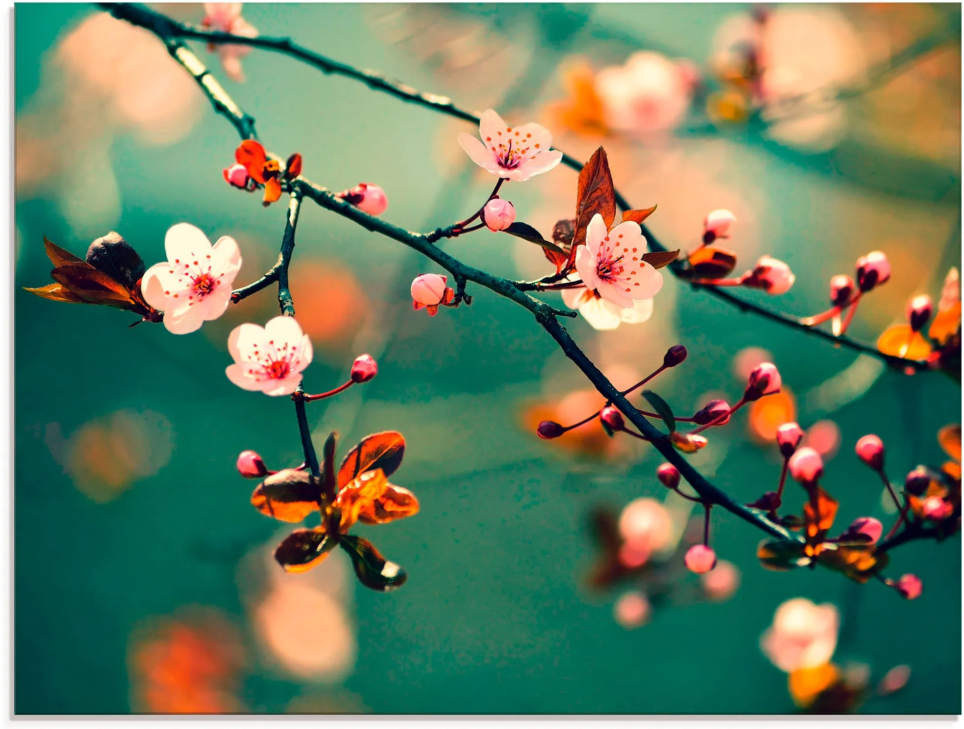 Artland Glasbild »Japanische Kirsch Sakura Blumen«, Blumen, (1 St.), in verschiedenen Größen Artland blau