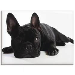 Artland Wandbild »Bulldogge«, Haustiere, (1 St.), als Alubild, Outdoorbild, Leinwandbild, Wandaufkleber, versch. Größen Artland schwarz