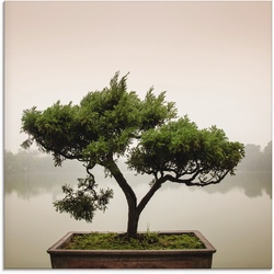 Glasbild ARTLAND "Chinesischer Bonsaibaum" Bilder Gr. B/H: 30 cm x 30 cm, grün Bilder