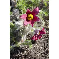 Pflanzen Für Dich Pulsatilla vulgaris 'Pinwheel Rot', Küchenschelle, rot,