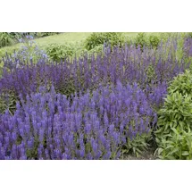 PlantaPro Salvia nemorosa 'Wesuwe' Steppensalbei, ca. 9x9 cm Topf