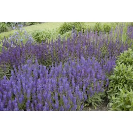 PlantaPro Salvia nemorosa 'Wesuwe' Steppensalbei, ca. 9x9 cm Topf
