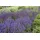 PlantaPro Salvia nemorosa 'Wesuwe' Steppensalbei, ca. 9x9 cm Topf