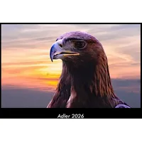 Vero Kalender Adler 2026 Fotokalender DIN A3 von Tobias