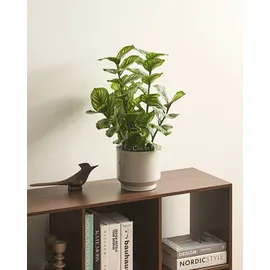 Beliani Kunstpflanze ORBIFOLIA 50 cm Grün