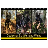 Calvendo Deutscher Schäferhund-Welpe - aus der Ostdeutschen Arbeitslinie (Wandkalender