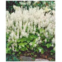 Pflanzen Für Dich Tiarella cordifolia 'Moorgrün', Schaumblüte, ca. 9x9