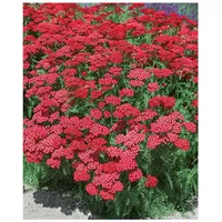 Pflanzen Für Dich Achillea millefolium 'Christel', Schafgarbe, rosa, ca.