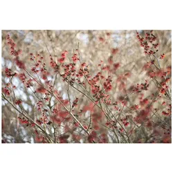 Hamamelis intermedia 'Diane', Zaubernuss, rot, 40–60 cm
