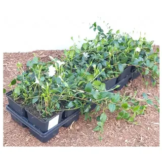 Pflanzen Für Dich Vinca minor 'Alba', 9er 5-7