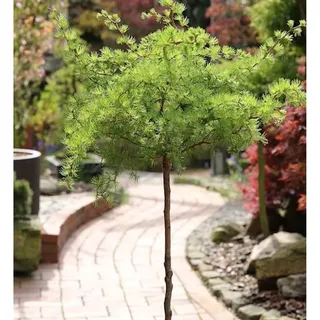 die nr-01.de Hochstamm Japanische Korkenzieher Lärche Diana 40-60cm - Larix kaempferi