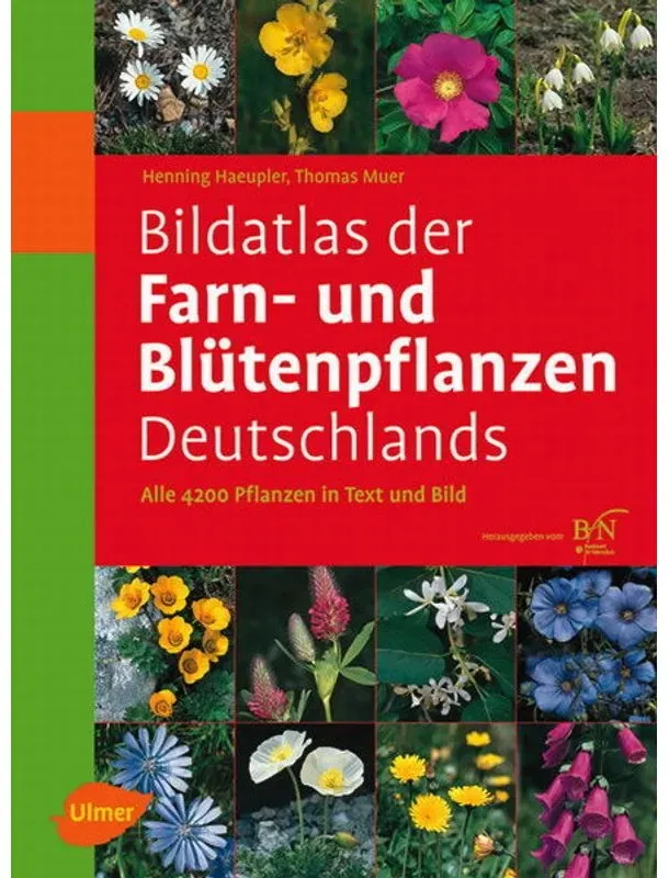 Bildatlas Der Farn- Und Blütenpflanzen Deutschlands - Henning Haeupler  Thomas Muer  Götz Heinrich Loos  Gebunden