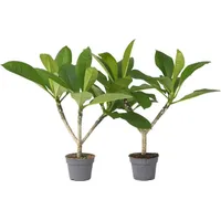 Plant in a Box - 2 Stk - Plumeria