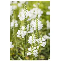 Physostegia virginiana 'Summer Snow', weiß, ca. 9x9 cm Topf