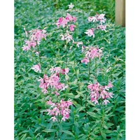 Pflanzen Für Dich Saponaria officinalis, Seifenkraut, rosa Blüten, ca.