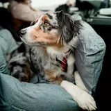 Nobby Hunde Autositz & Reisebett Bena hellgrau